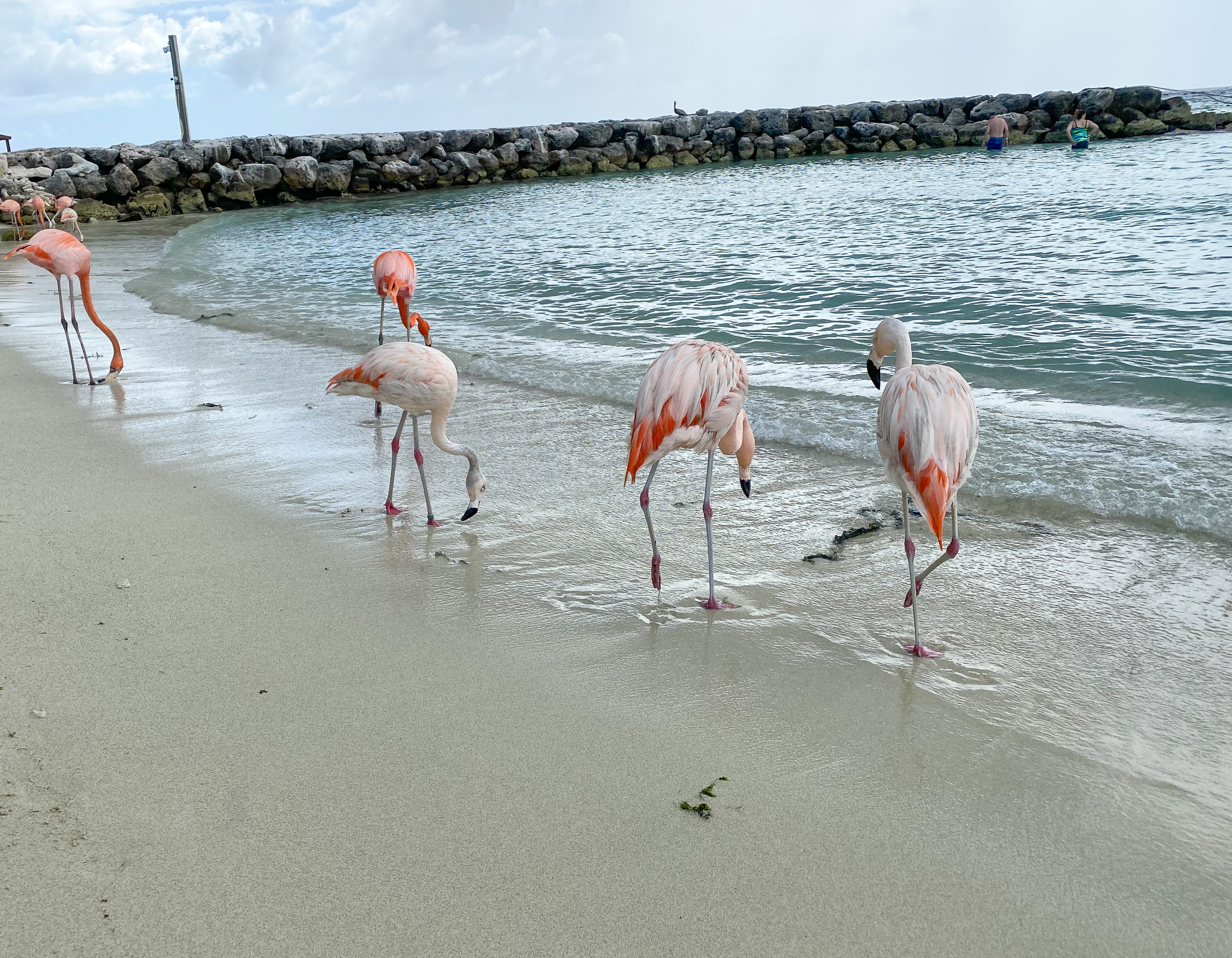Pink flamingos walking along a sandy beach in Aruba, Caribbean.