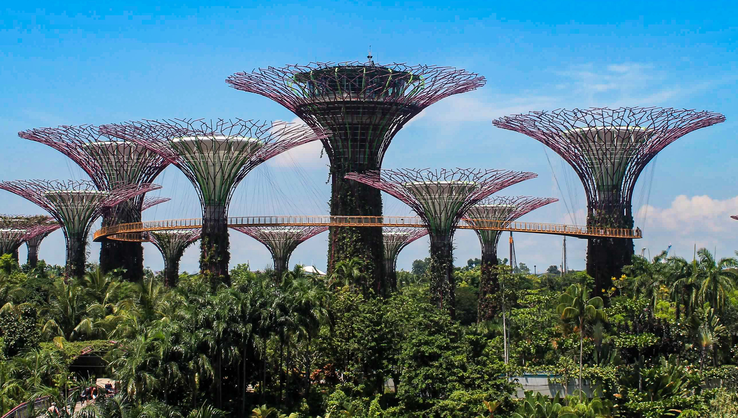 Supertree Grove at Gardens by the Bay in Singapore with tropical gardens below.